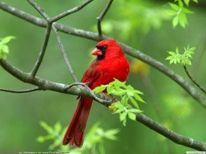 Birds Wallpaper of a Red bird