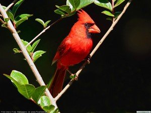 Birds Wallpaper of a red bird sitting on a branch