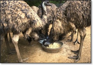 Emu Bird feeding