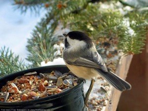 Sparrow Bird feeding