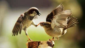 Two Sparrow Birds fighting