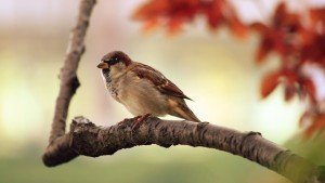 Sparrow Bird Picture sitting on a branch of tree