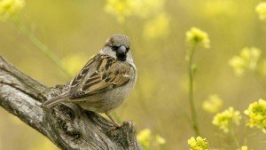 Sparrow Bird sitting on a branch of tree