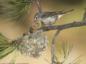 Sparrow Bird feeding sparrow chicks