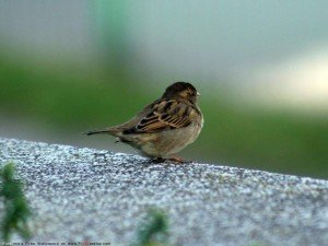 Sparrow Bird picture