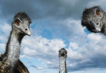 Three Emu Birds - Emu bird facts for kids