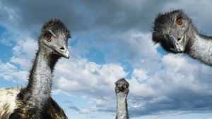 Three Emu Birds - Emu bird facts for kids