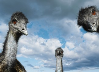 Three Emu Birds - Emu bird facts for kids