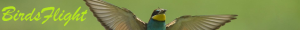 Birds Flight logo
