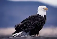 American Bald Eagle picture | bald eagle facts for kids
