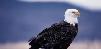 American Bald Eagle picture | bald eagle facts for kids