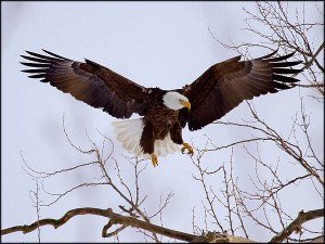 American Bald Eagle landing