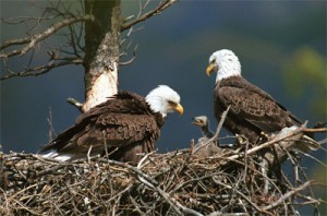 American Bald eagles' habitat