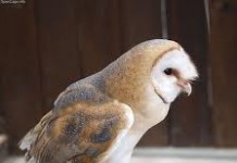 Barn owl | types of owls