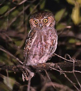 Elf owl facts for kids