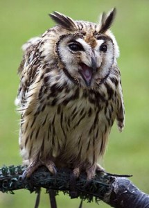 Owl facts about it sfeathers | Owl facts for kids
