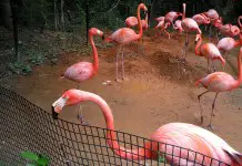 Pink flamingos - what do flaminogs eat