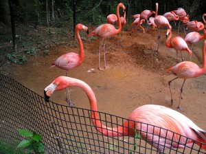 Pink flamingos - what do flaminogs eat