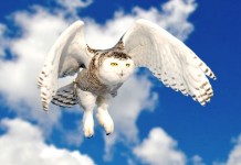 Owl facts for kids - snowy owl