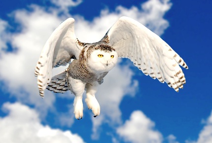 Owl facts for kids - snowy owl