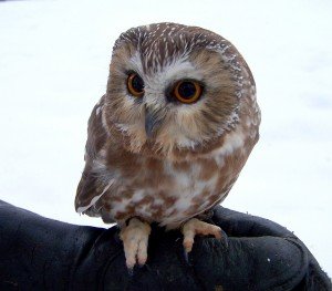 Western Screech Owl - Types of owls
