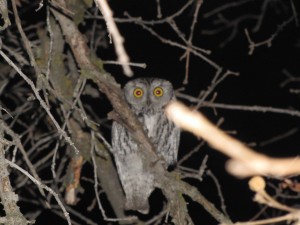 Western Screech Owl - Types of owls