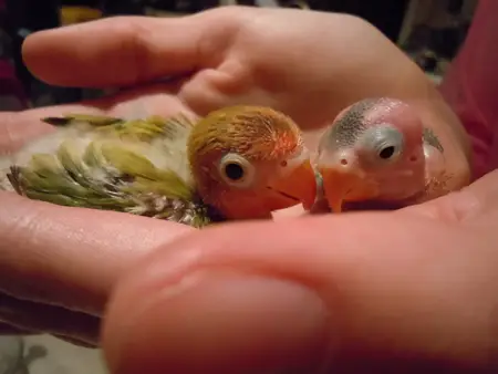 What do baby birds eat
