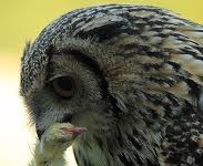 owl feeding - What do owls eat