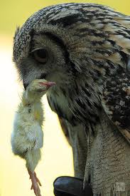 owl feeding - What do owls eat