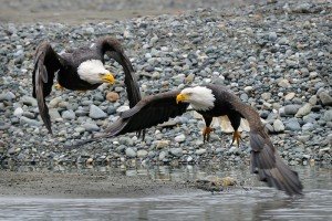 American Bald Eagles Behavior | bald eagle facts for kids