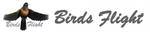 Birds flight logo