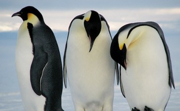 three emperor penguins in antarctica - emperor penguin facts for kids