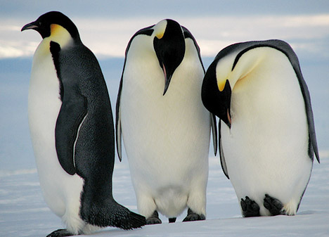 three emperor penguins in antarctica - emperor penguin facts for kids