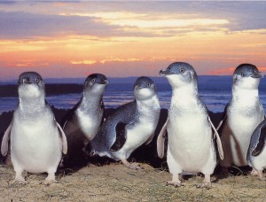 Group of the world smallest penguins called the fairy blue penguin - Penguin facts for kids