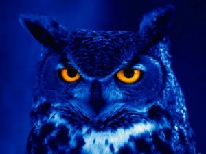 owl vision facts for kids
