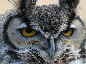 Owl facts for kids - Great horned owl
