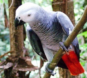 African Grey Parrot Facts - African Grey Parrot