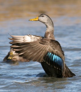 Types of Ducks american black duck