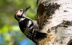 Arabian Woodpecker