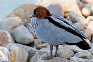 Types of Ducks - australian wood duck