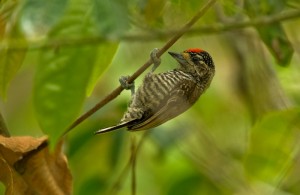 Types of woodpeckers