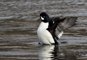 Types of Ducks - Barrow's Duck