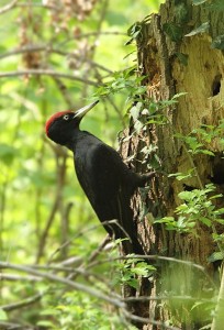 Black Woodpecker