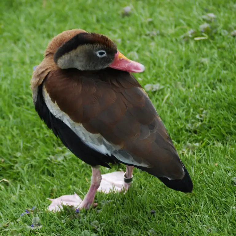 Black-bellied-whistling-duck1 - Birds Flight