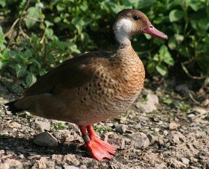 Types of Ducks - brazilian teal