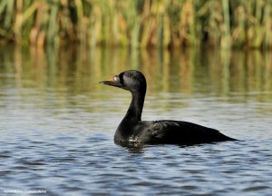 Types of Ducks - common scoter