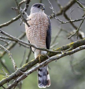types of hawks