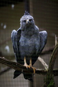 Crowned Solitary Eagle