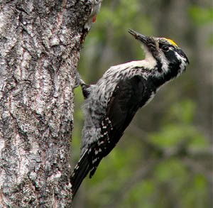 Eurasian Three-toed Woodpecker