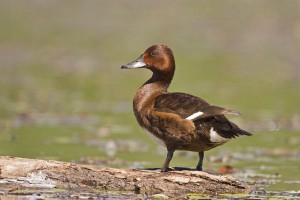 Types of Ducks - Ferruginous Duck